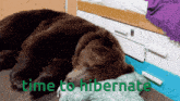 a brown bear is laying on a bed with the words time to hibernate above it