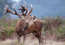 Goated Red Deer GIF