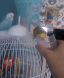 Parrots Feed GIF - Parrots Feed Eating GIFs