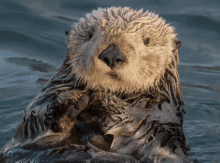 Sea Otter In Love GIF - Sea Otter In Love GIFs