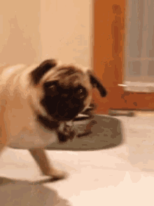 What Did You Just Say?! GIF - Dog Puppy Pug GIFs