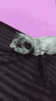 a cat is laying on a bed in front of a window