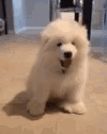 Woof Fluffy GIF