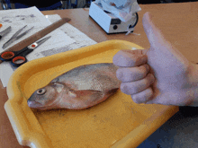 Thumbs Up Fish Plate Fish Research GIF