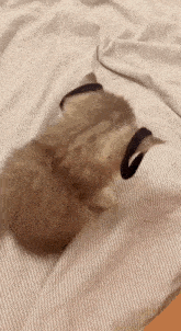 Cat Rohas GIF - Cat Rohas GIFs