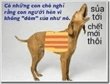 a brown dog with a flag on its chest is howling .