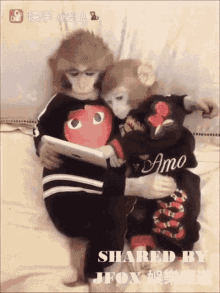 monkeys hug cuddle couple browsing