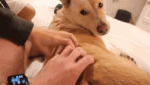 Doggy Scratching Dog GIF - Doggy Scratching Dog Petting Dog GIFs