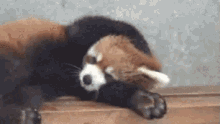 red panda shy irritated annoyed noisy