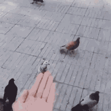 Flipping Bird GIF - Flipping Bird Middle Finger GIFs