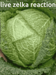 Live Zelka Reaction Cabbage GIF