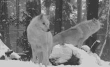 wolves howl winter snow