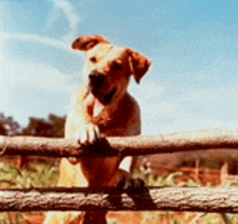 a brown dog standing on a wooden fence