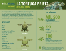 Turtle La GIF - Turtle La Tortuga GIFs