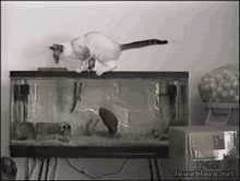 Fishing Cat GIF