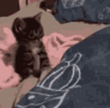Pashu Cutie GIF - Pashu Cutie Cat GIFs
