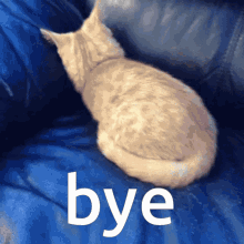 Bye Cat Bye GIF - Bye Cat Bye Cat GIFs