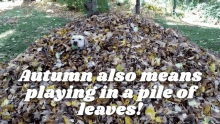 Autumn Playing In A Pile Of Leaves GIF - Autumn Playing In A Pile Of Leaves The Pet Collective GIFs