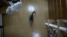 Nya-suke The High Jumping Cat GIF - Cat Jumps High GIFs