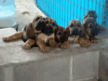 Now! Please! GIF - Dogs Puppies Howl GIFs
