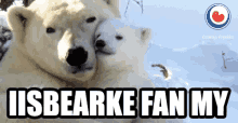 Bearke Fryslan GIF - Bearke Bear Fryslan GIFs