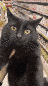 a black cat with yellow eyes is looking at the camera in a store