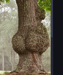 a tree with a large bump in the middle of it 's trunk