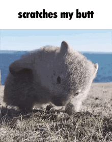 a picture of a bear scratching its butt with the words scratches my butt above it