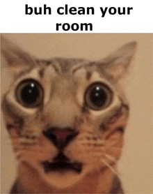 Bruh Room GIF - Bruh Room Silly Cat GIFs