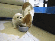Dog Puppy GIF - Dog Puppy Cat GIFs