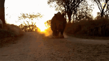Running Meet Six Rescued Rhinos That Survived Poaching GIF - Running Meet Six Rescued Rhinos That Survived Poaching On My Way GIFs