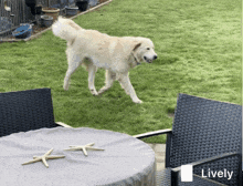 a dog walking in a backyard next to a table that says lively on it