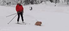 Cat Hooman Made Me A Reindeer GIF - Cat Hooman Made Me A Reindeer Skiing With C At GIFs