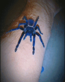 Tarantula Blue Spider GIF - Tarantula Blue Spider Ptasznik Pterinopelma GIFs