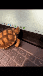 a small turtle is crawling on a laptop keyboard with the f12 key visible
