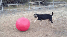 A Goat And It'S Ball GIF - Goat Ball Play GIFs