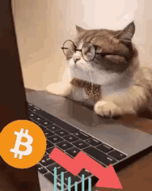 Decentralised Cat GIF - Decentralised Cat Bitcoin GIFs