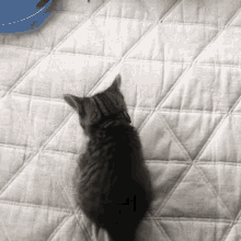 kitten catnip