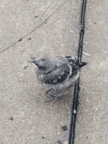 bird angry bird