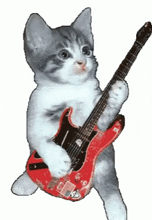 Guitar Cat Cat Guitar GIF