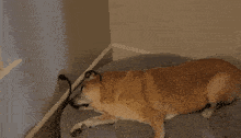 a dog laying on a bed with a cord plugged into it