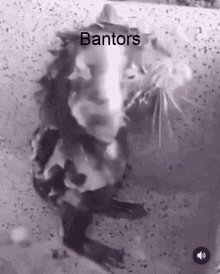 Bantors Bantors Rat GIF - Bantors Bantors Rat Wolf Pact GIFs