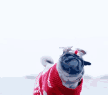 Christmas Dog GIF - Christmas Dog Pug GIFs