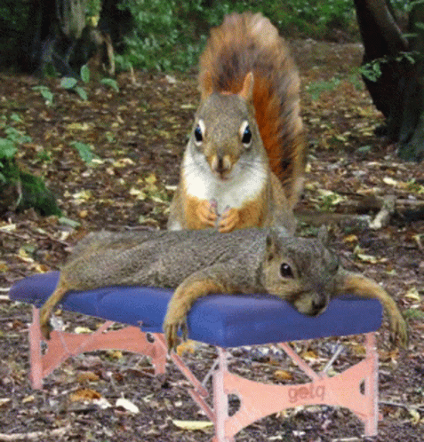 Massage Squirrel GIF - Massage Squirrel Cute - Discover & Share GIFs