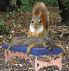 Massage Squirrel GIF - Massage Squirrel Cute GIFs