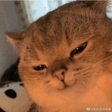 a close up of a cat 's face with a serious look on its face .