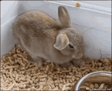 Sleepy Bunny Rabbit GIF - Sleepy Bunny Rabbit Bunny GIFs