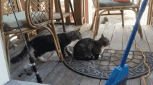 Curious Cats GIF - Curious Cats Sniff GIFs