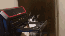 cat cdrom cd tray cat reaction confusion