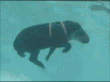 Tapir Swim GIF